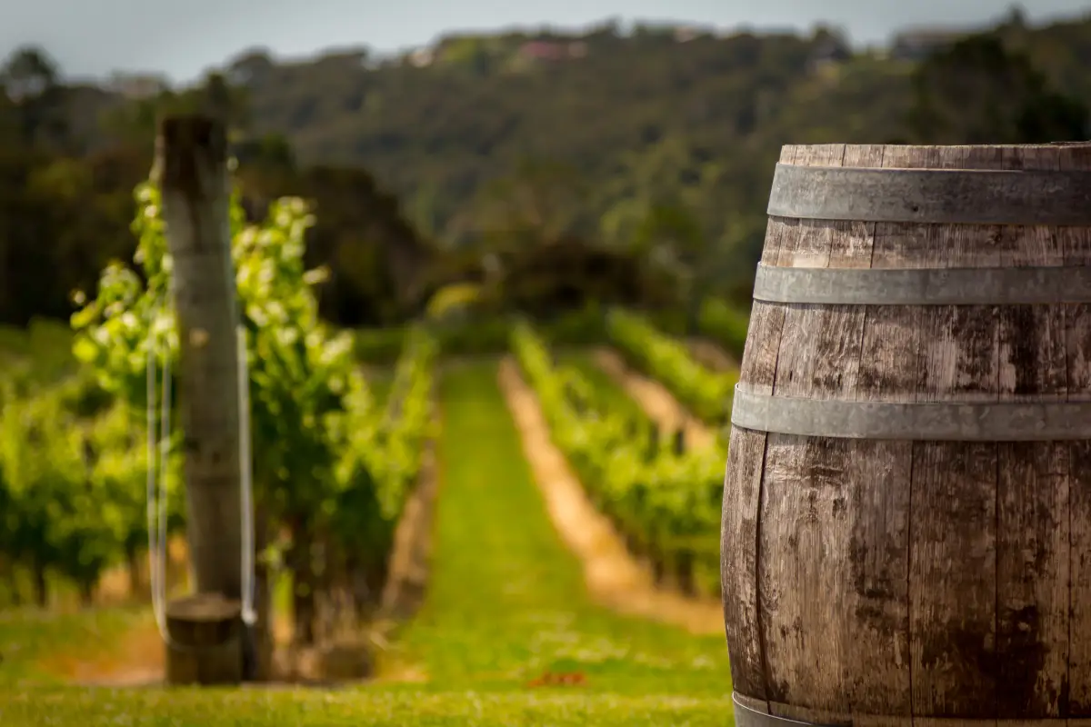 Bandi Regione Sicilia: 1 M di euro per le aziende vinicole - Molo 4.0