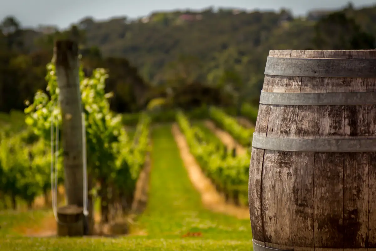 Bandi Regione Sicilia: 1 M di euro per le aziende vinicole