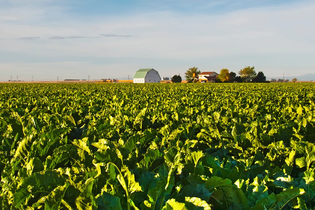 Investimenti nelle aziende agricole per la diversificazione in attività non agricole – Regione Sicilia