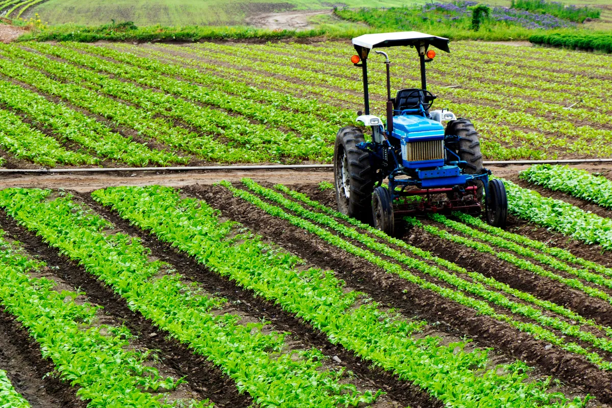 ISMEA – Interventi finanziari a sostegno delle imprese del settore agricolo e agroalimentare